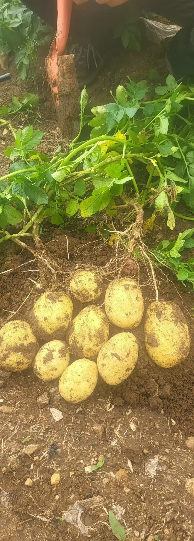 脱毒马铃薯土豆原种V7沃土5号希森6号荷兰15冀张薯12