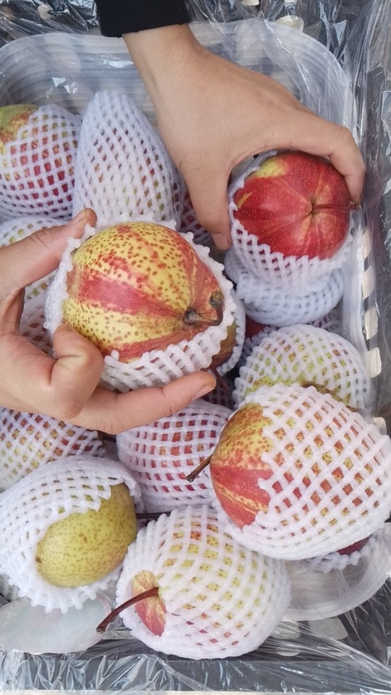 七彩虹梨，高品质，200箱起步