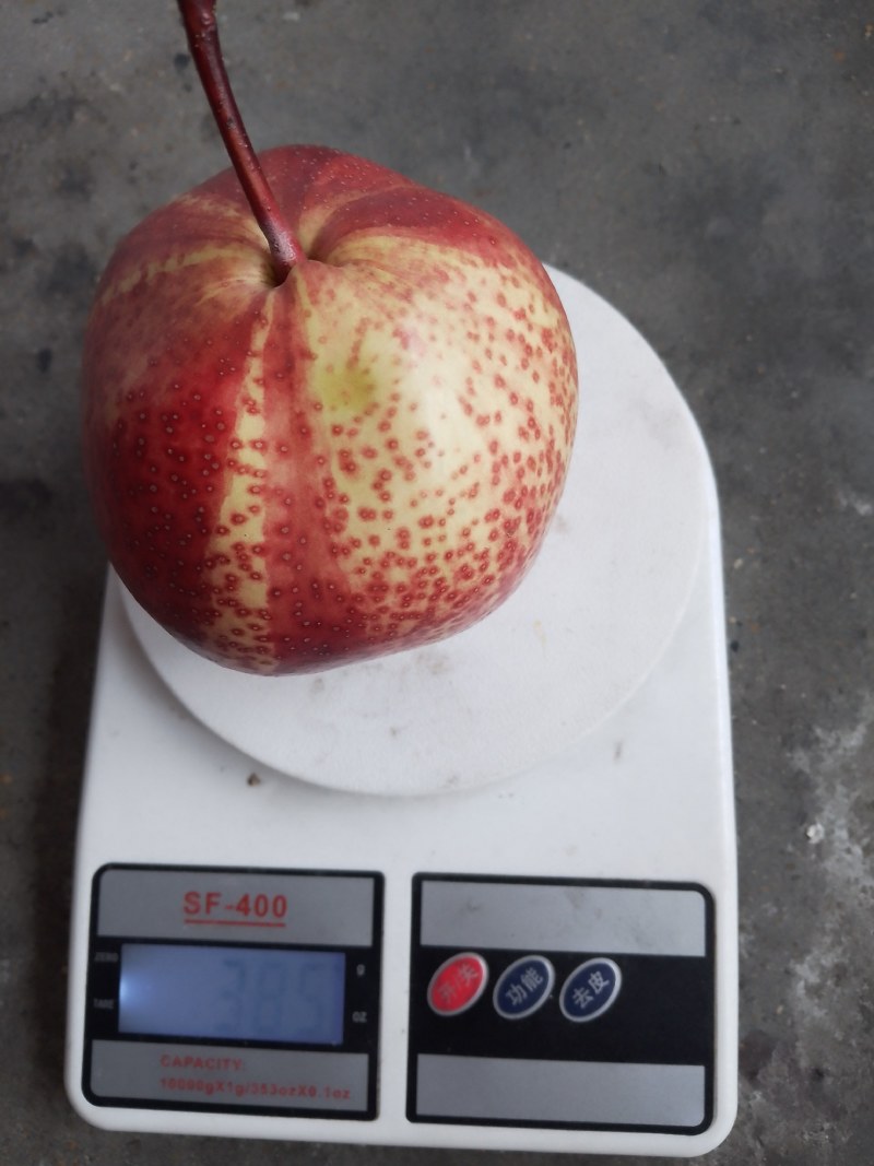 七彩虹梨，高品质，200箱起步