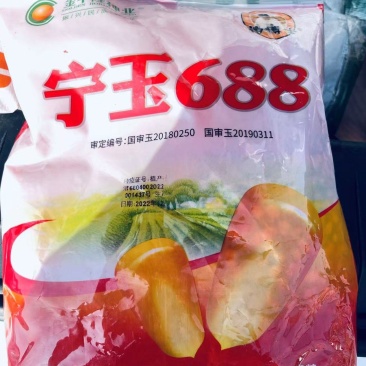 双国审宁玉688适应性强小亩产量2000斤，