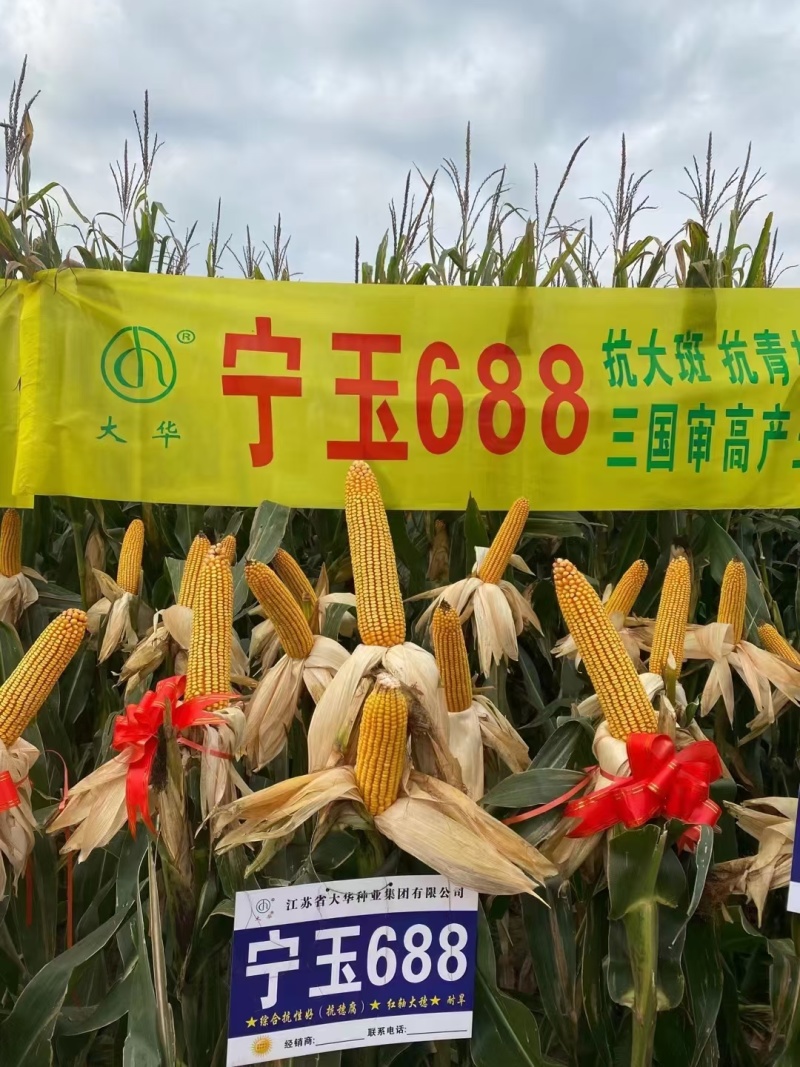 双国审宁玉688适应性强小亩产量2000斤，
