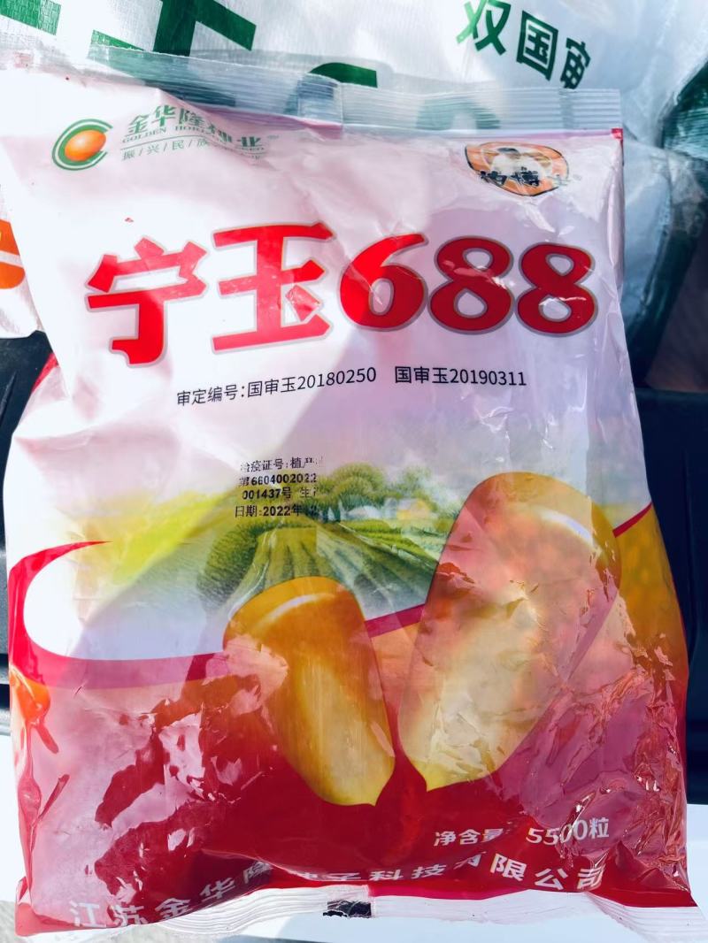 双国审宁玉688适应性强小亩产量2000斤，
