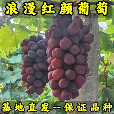 浪漫红颜葡萄苗红色阳光玫瑰葡萄苗基地直发保证品种