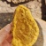 藏区桑树桑黄