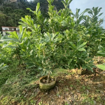 东魁杨梅根大黑炭，荸荠杨梅18杯
