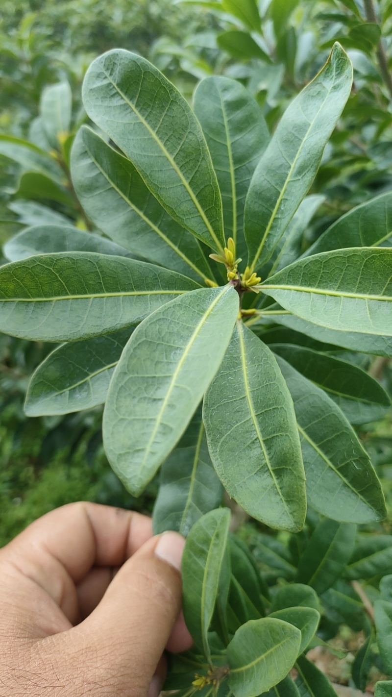 东魁杨梅根大黑炭，荸荠杨梅18杯