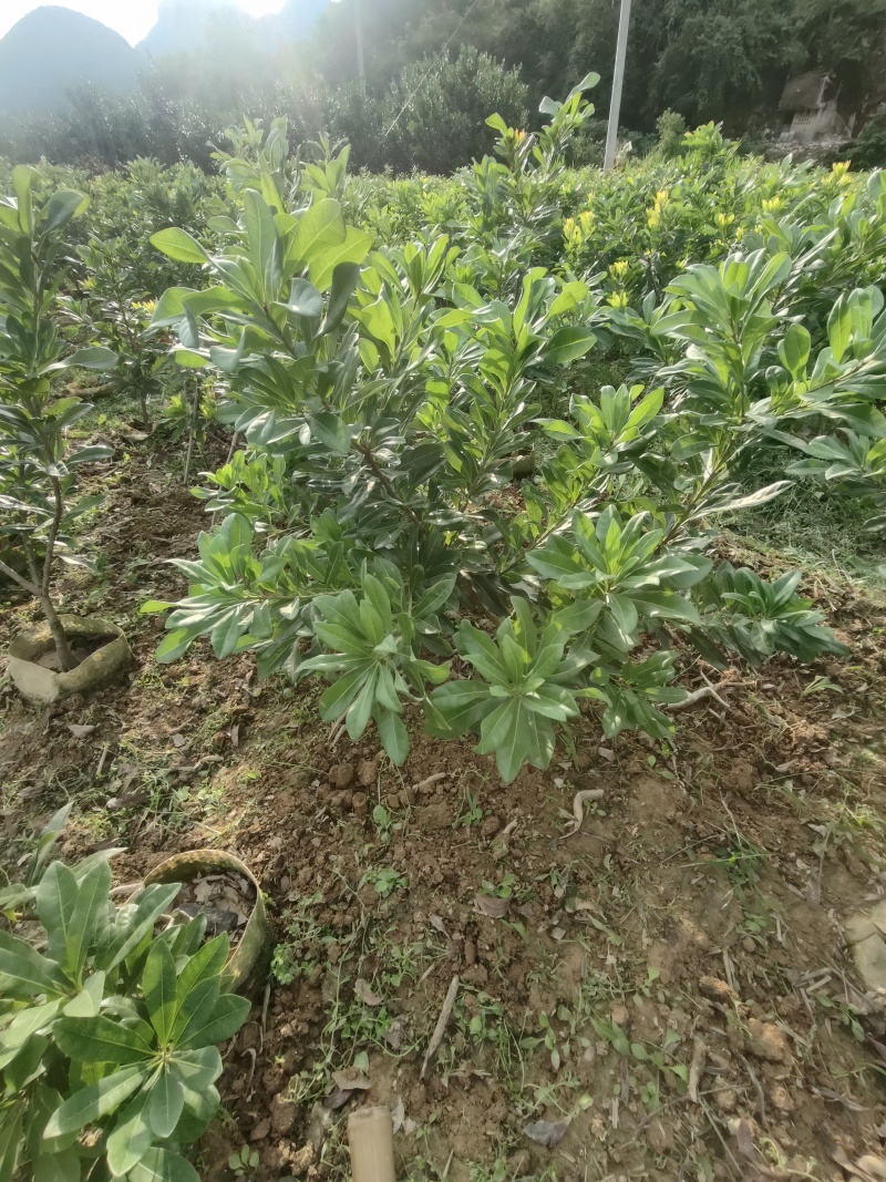 东魁杨梅根大黑炭，荸荠杨梅18杯