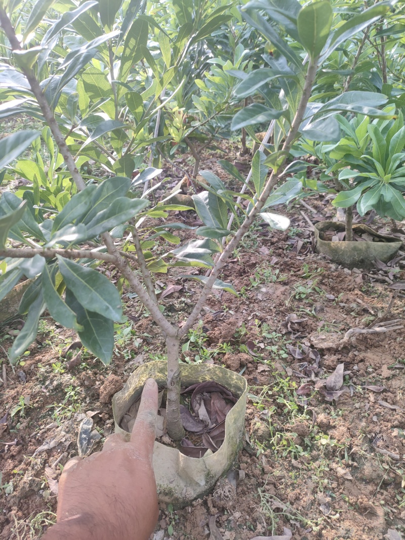 东魁杨梅根大黑炭，荸荠杨梅18杯