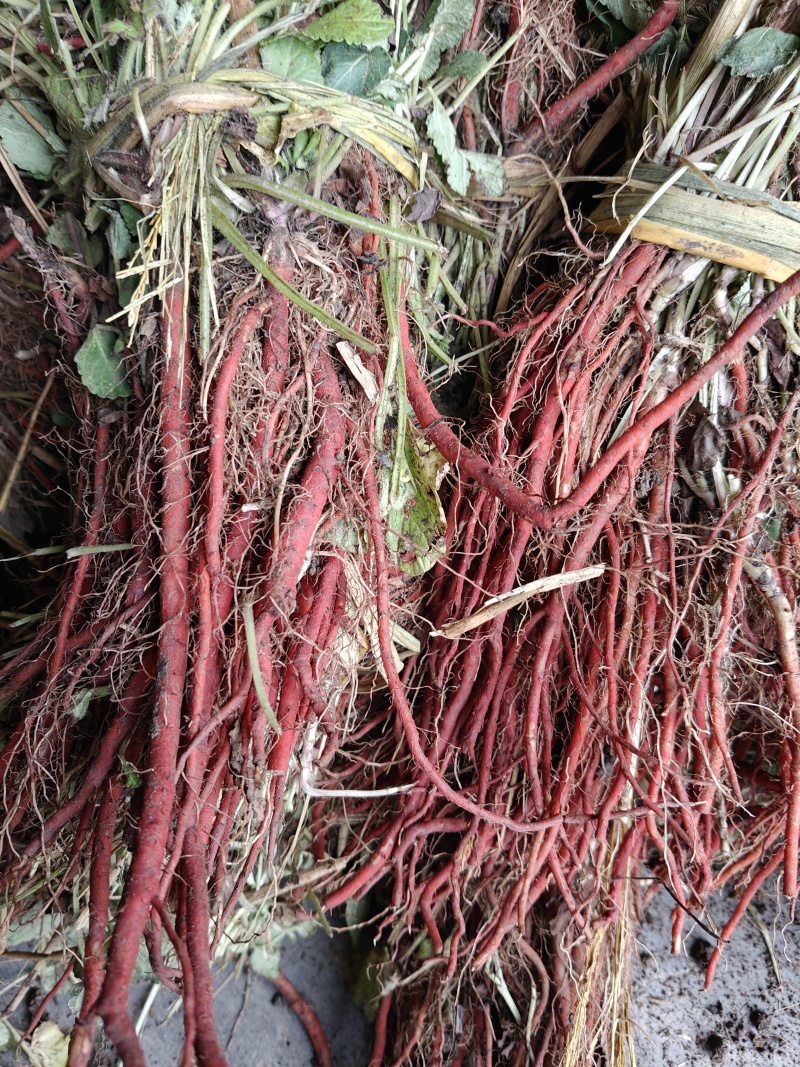 大量供应优质丹参种苗