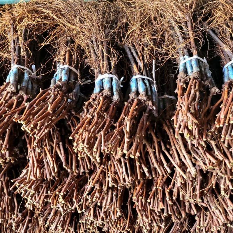 吉林茉莉香葡萄苗建园占地均可芽苞饱满量大从优