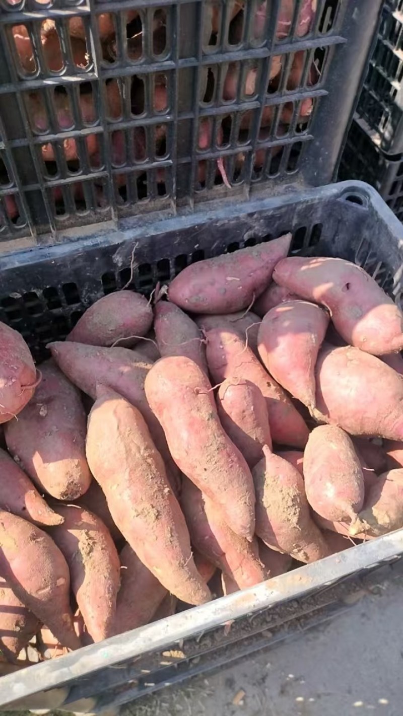 襄城县崔结实代收各种疏菜瓜果欢迎您，西瓜红正在大量上市中
