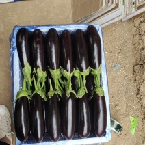 寿光产地长茄，大量下货，一手货源，对应电商，市场，超市
