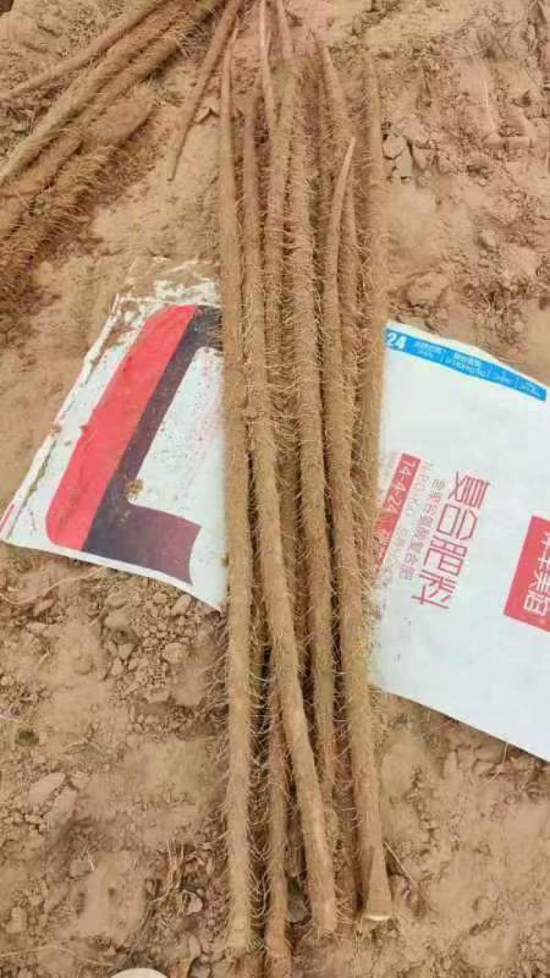 陕西榆林靖边白玉山药大量上市可接受预订也可实地看货