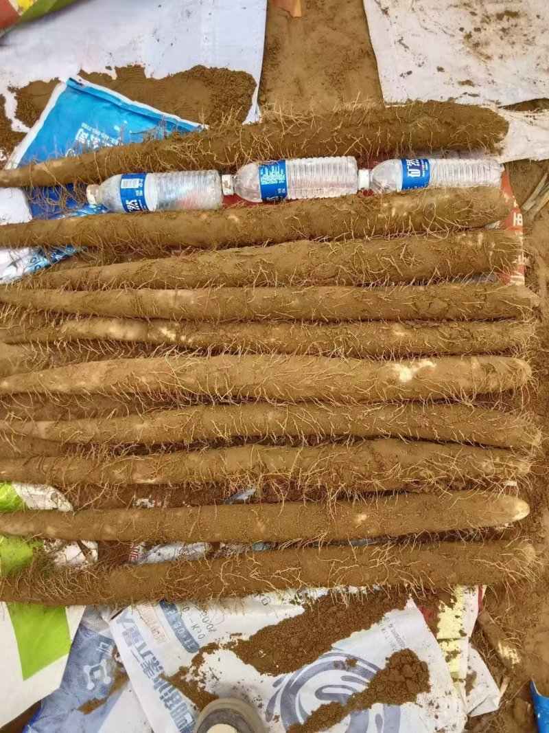 陕西榆林靖边白玉山药大量上市可接受预订也可实地看货