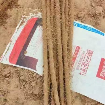 陕西榆林靖边白玉山药大量上市可接受预订欢迎随时电话联系