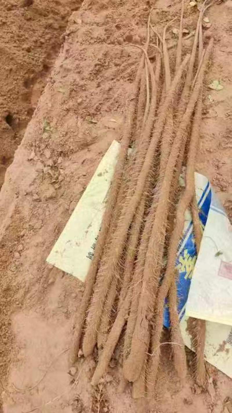 陕西榆林靖边白玉山药大量上市可接受预订欢迎随时电话联系