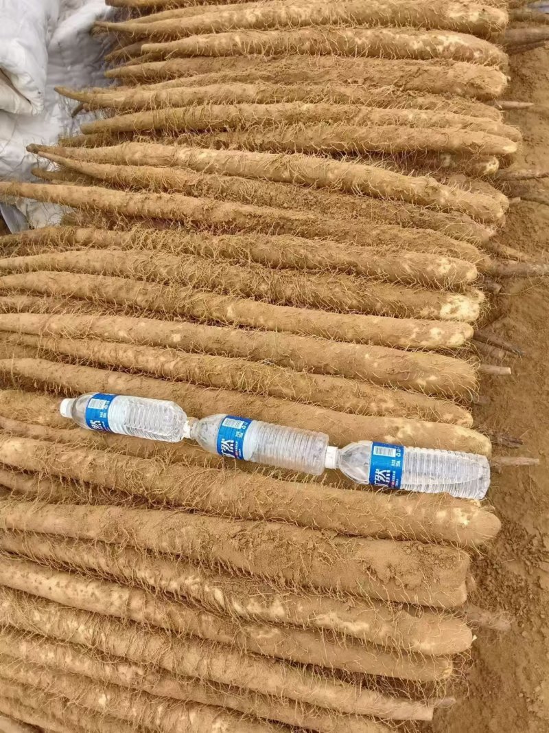 陕西榆林靖边白玉山药大量上市可接受预订欢迎随时电话联系