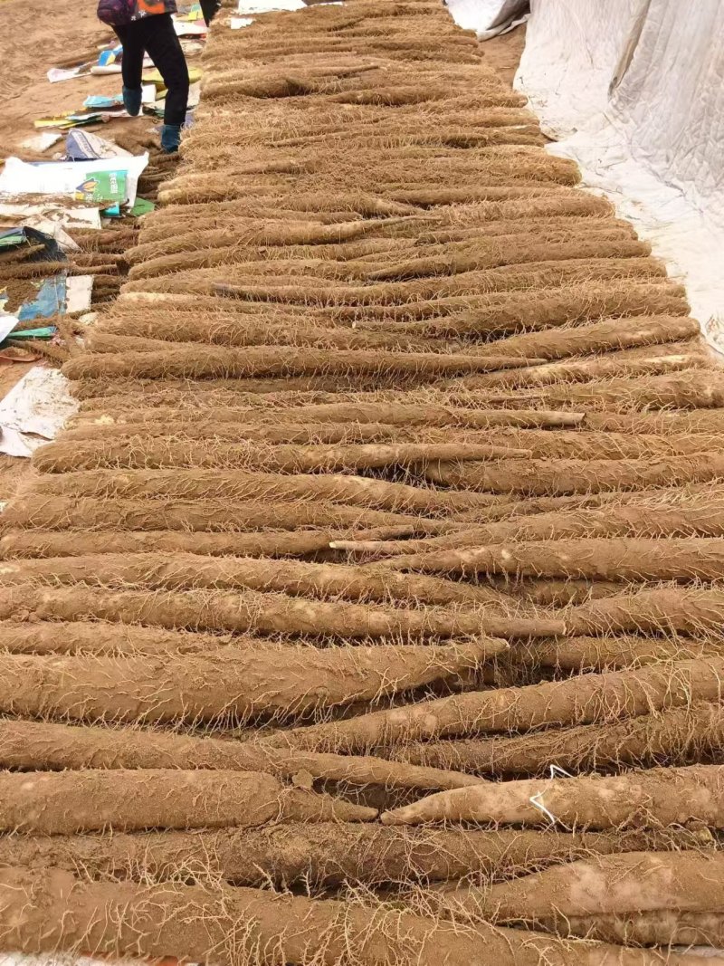 陕西榆林靖边白玉山药大量上市可接受预订欢迎随时电话联系