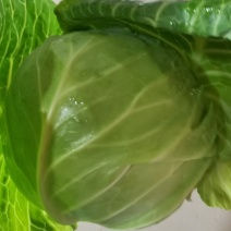 精品甘蓝牛心菜，产地直发量大从优！欢迎来电咨询！