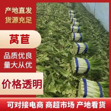 【精品】红叶莴笋长度50到60间一手货源！量大从优！欢迎采购