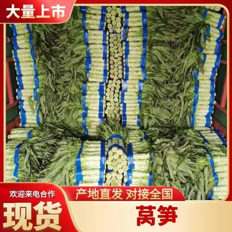 【精品】尖叶莴笋我长度50到60间一手货源！量大从优！