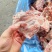 猪小排颜色很好价格合适临沂有货