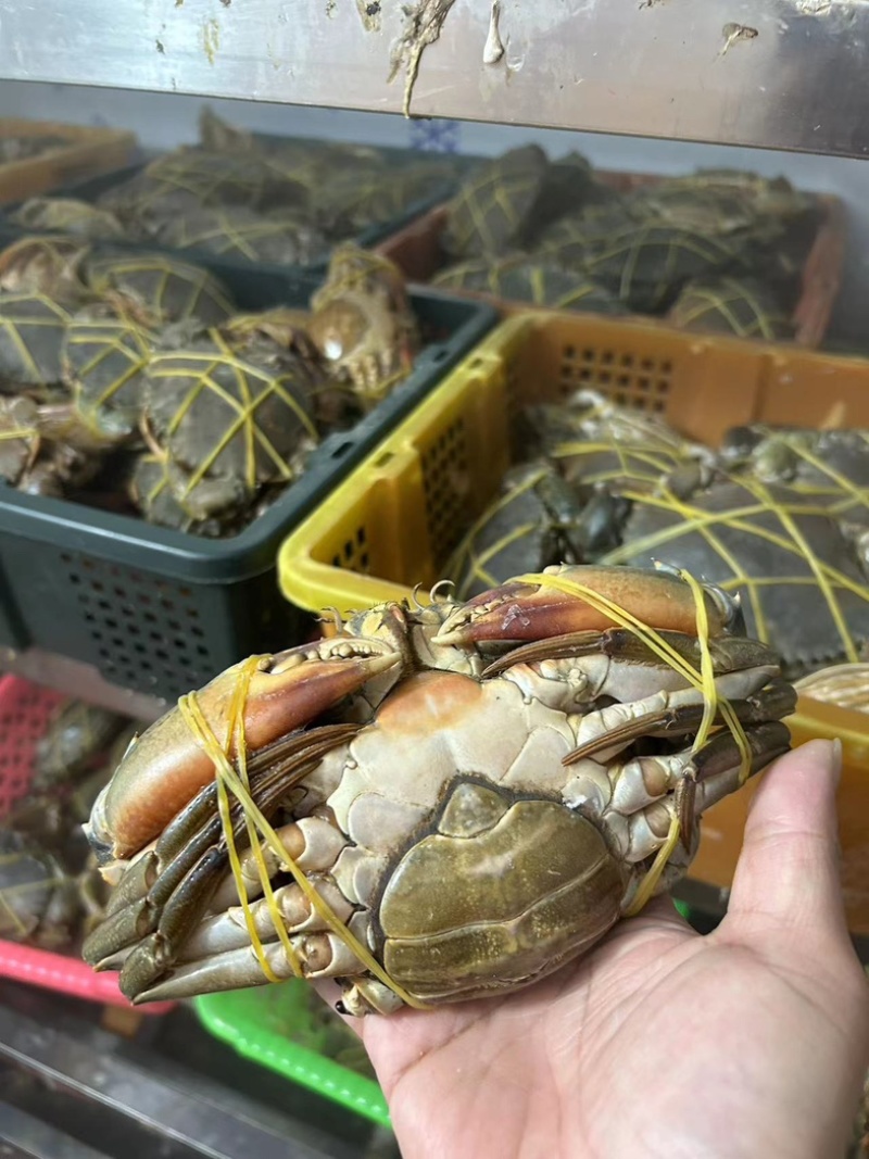 膏蟹