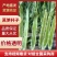 【产地直发】优选莴笋对接电商，市场，商超，量大从优