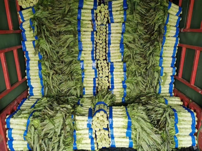 【产地直发】优选莴笋对接电商，市场，商超，量大从优