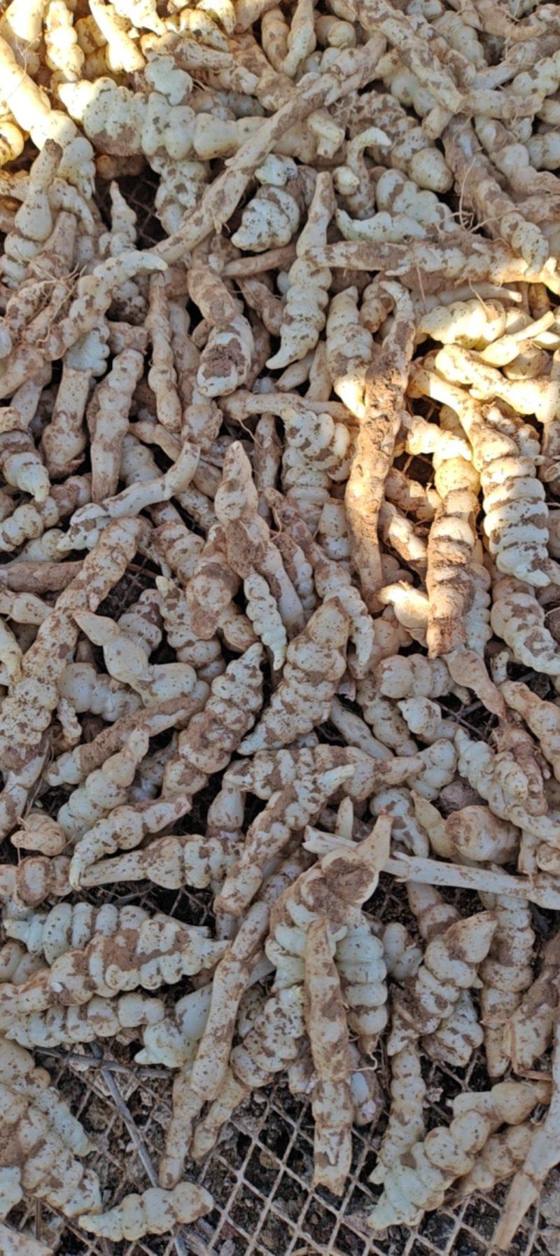 甘肃靖远优质螺丝菜》4cm—纯手工过筛子，精品螺丝菜价优