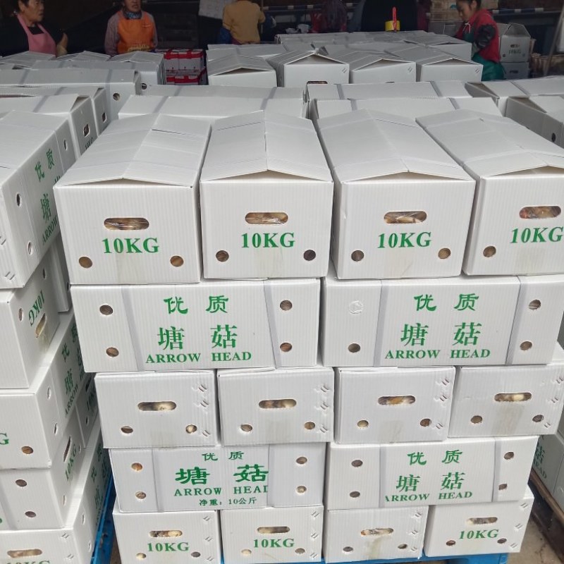精品茨菇，出口马来亚，自产自销，欢迎订购。