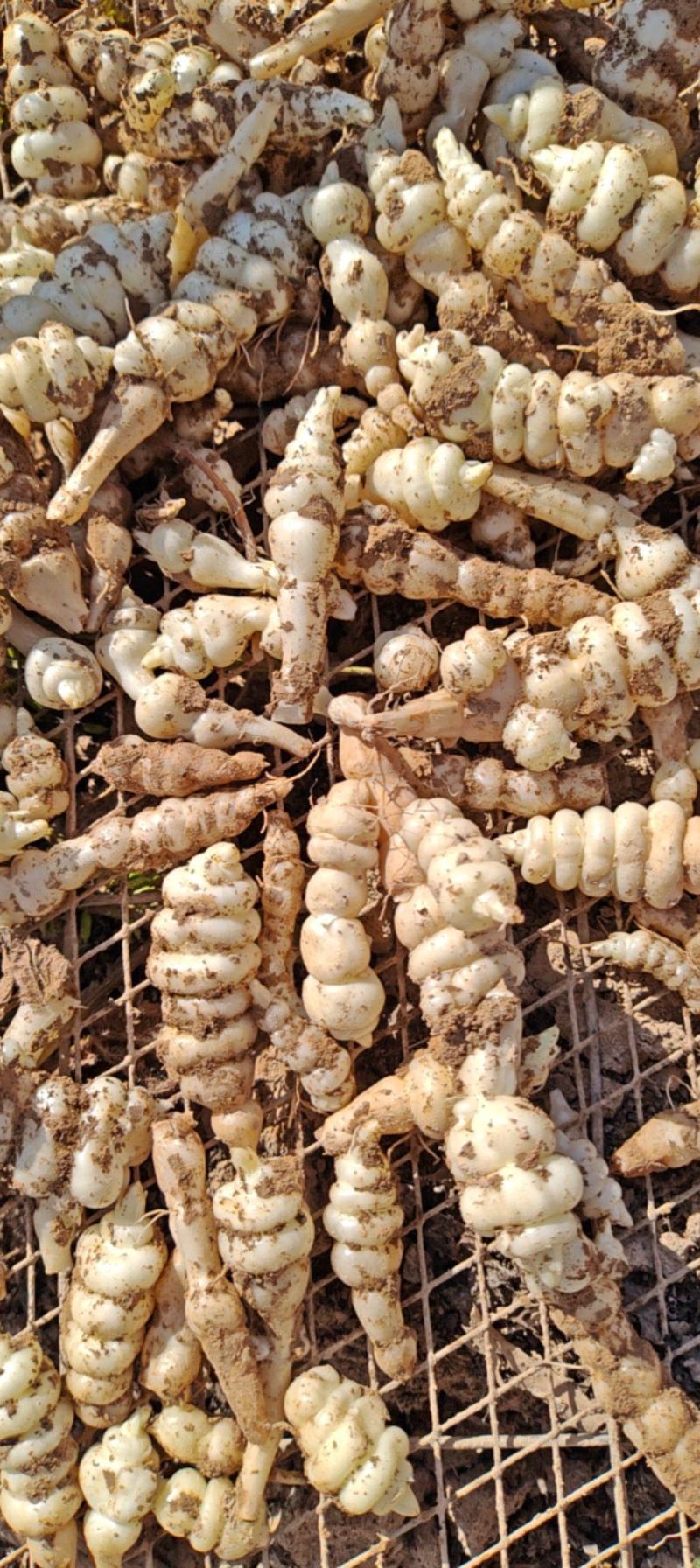 甘肃靖远优质螺丝菜》4cm—纯手工过筛子，精品螺丝菜价优