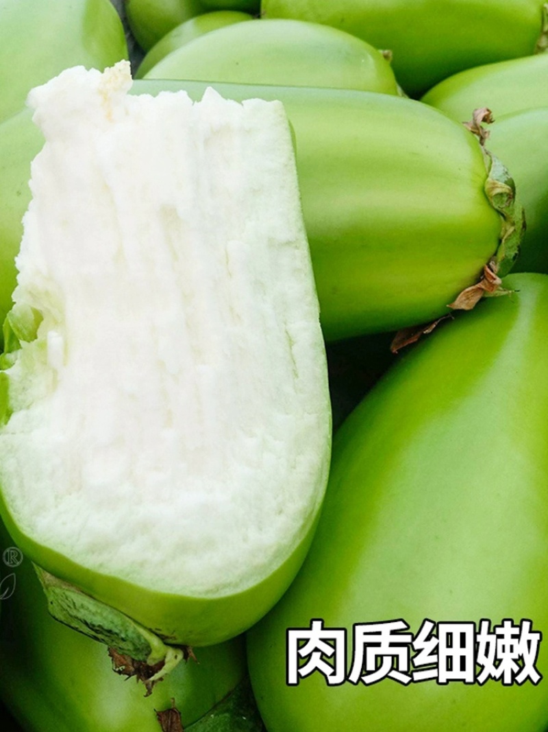 绿茄子种子早熟春秋绿皮油亮绿罐茄种子果色深绿