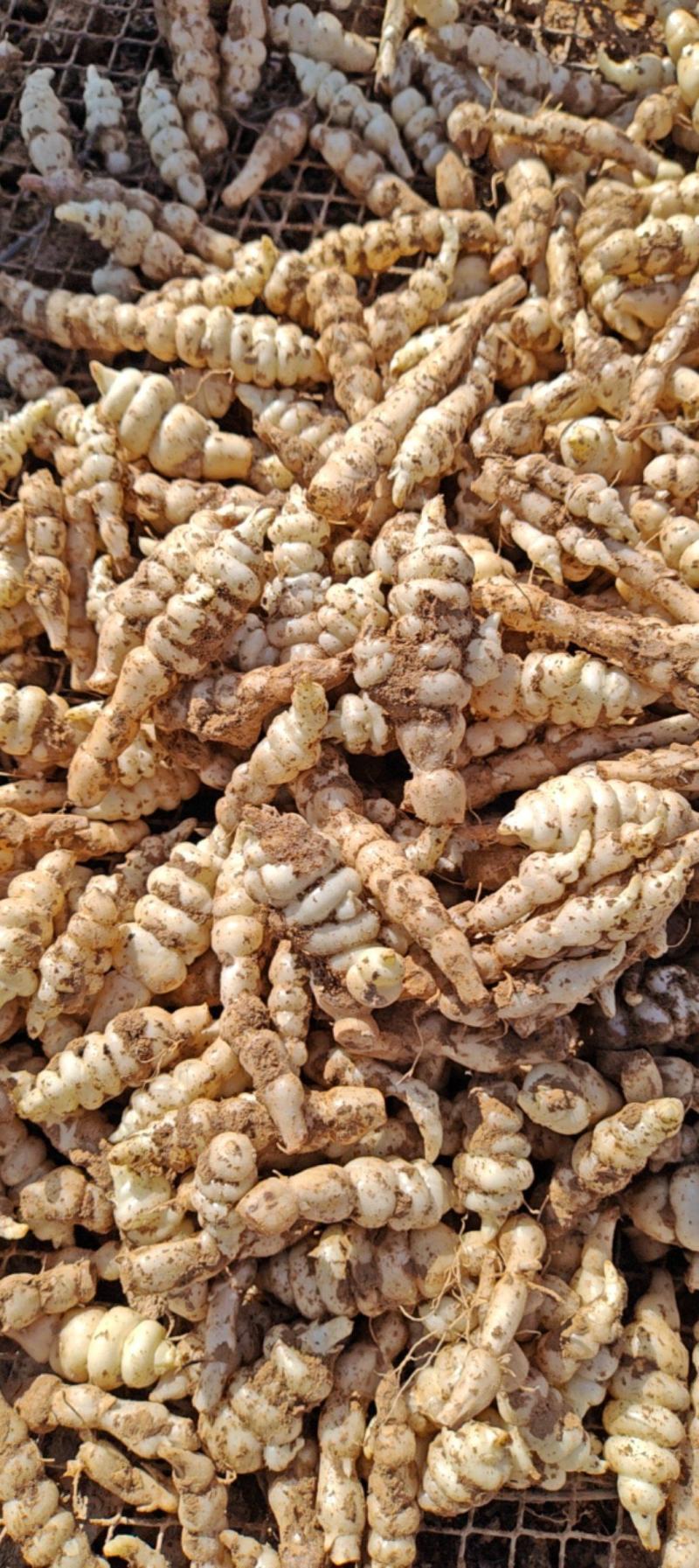 甘肃靖远优质螺丝菜》4cm—纯手工过筛子，精品螺丝菜价优