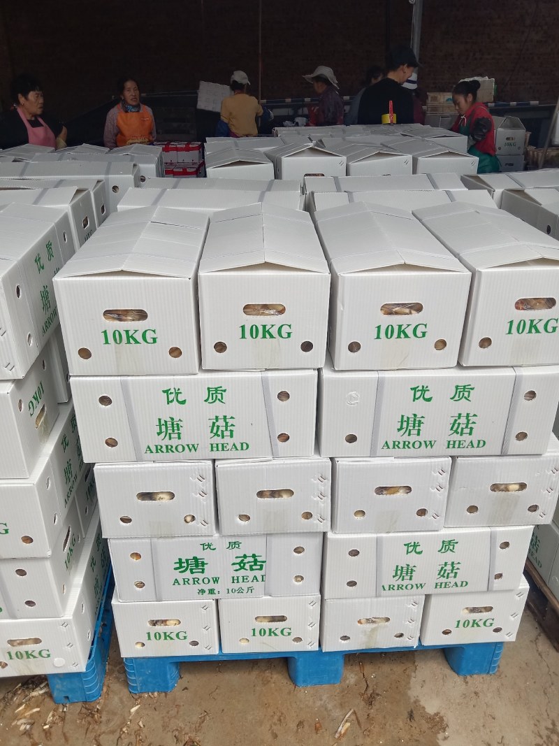 精品茨菇，出口马来亚，自产自销，欢迎订购。