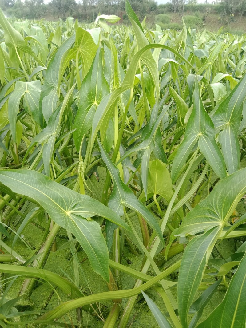 精品茨菇，出口马来亚，自产自销，欢迎订购。