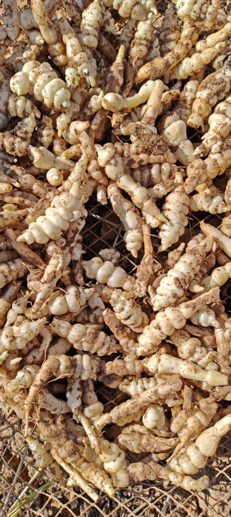 甘肃靖远优质螺丝菜》4cm—纯手工过筛子，精品螺丝菜价优