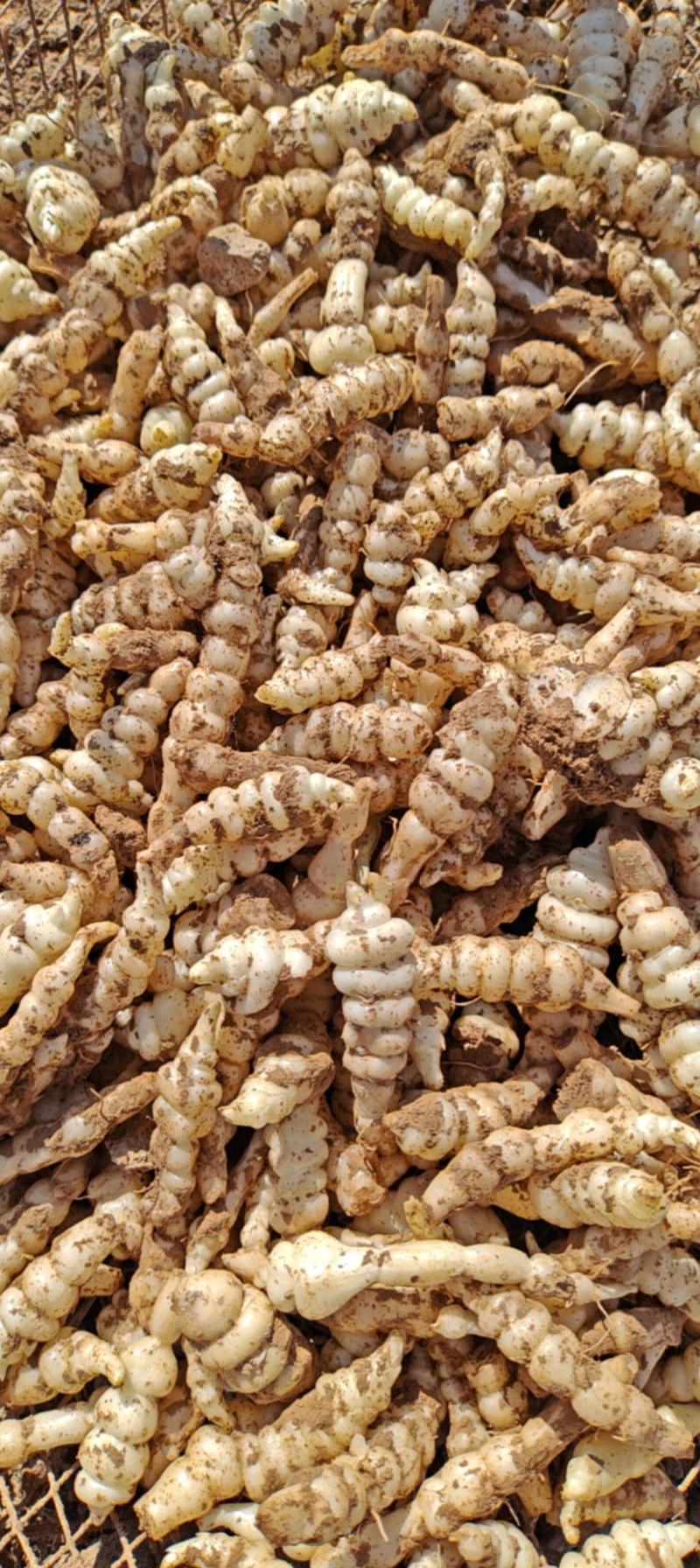 甘肃靖远优质螺丝菜》4cm—纯手工过筛子，精品螺丝菜价优