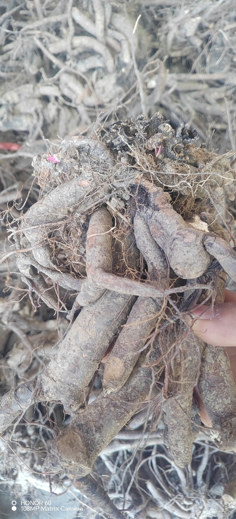 赤芍需要的老板可以联系我