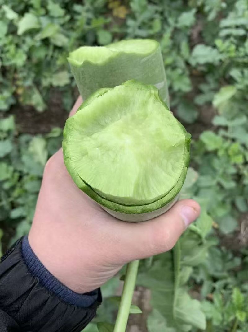 潍坊水果萝卜青萝卜口感清脆产地货源量大质优