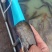 精品本土水库土鲶鱼，***无污染，舌尖美味。