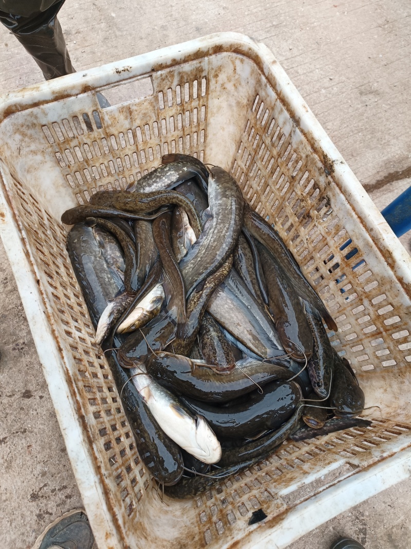 精品本土水库土鲶鱼，***无污染，舌尖美味。