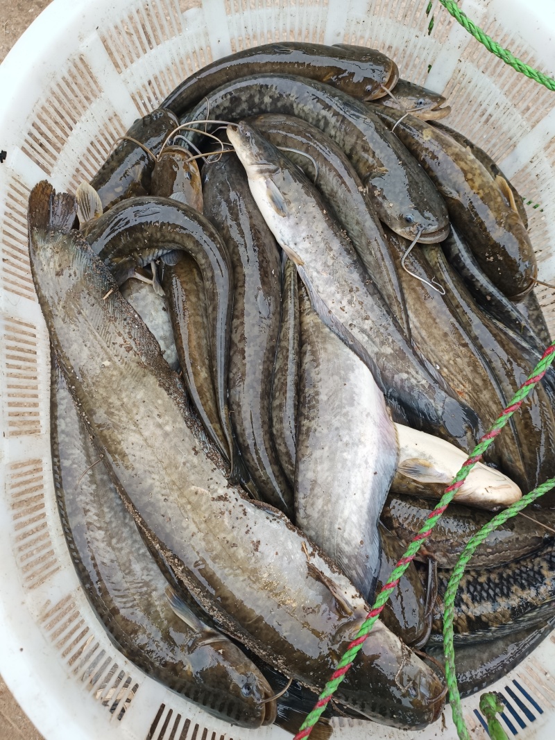 精品本土水库土鲶鱼，***无污染，舌尖美味。