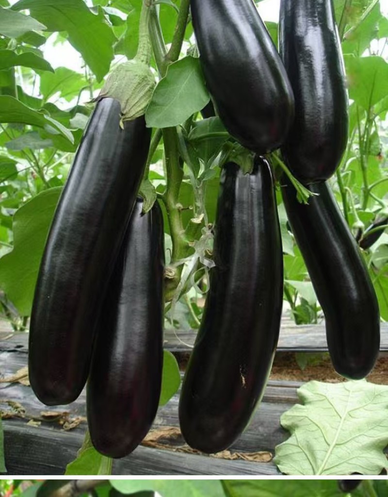 线茄子紫茄子茄子大量上市产地货源量大质优价格美丽