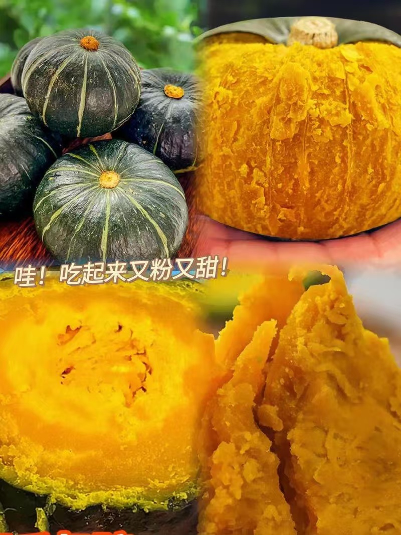 内蒙武川贝贝南瓜