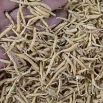 太子参大统货上风头今年新货万信药业只做保真药材
