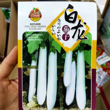 白茄种子中早熟果实长棒形果皮果肉白色口感绵软田园盆栽
