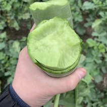 山东潍坊水果萝卜青萝卜可一件发货清香脆爽质量保证