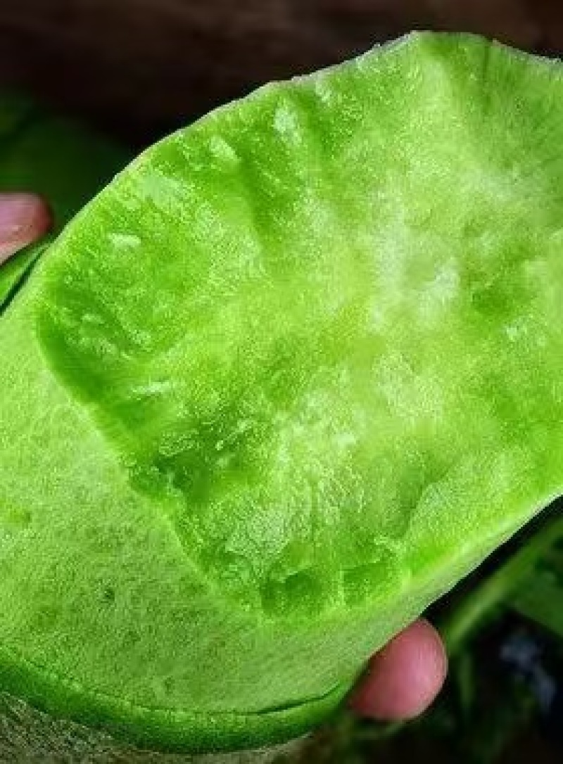 山东潍坊水果萝卜青萝卜可一件发货清香脆爽质量保证
