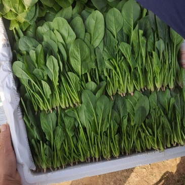 单县精品三排小菠菜大量上市